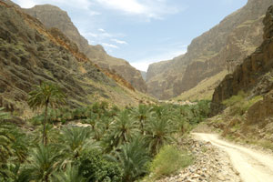 Piste le long d’une palmeraie dans le Wadi al Arbiyeen.